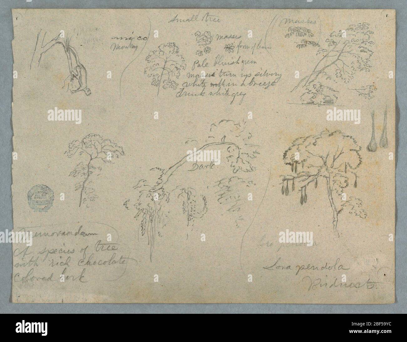Fünf botanische Studien mit einem hängenden Affen wahrscheinlich Kolumbien. Horizontale Ansicht mit einem Affen, der an einem Ast hängt, oben links; einer kleinen Baumspitze und Details, oben in der Mitte; Äste mit Blättern, oben rechts; Baum, unten links; ein Detail eines Baumzweiges, unten in der Mitte; und einem Baum mit hängenden Samen; Stockfoto