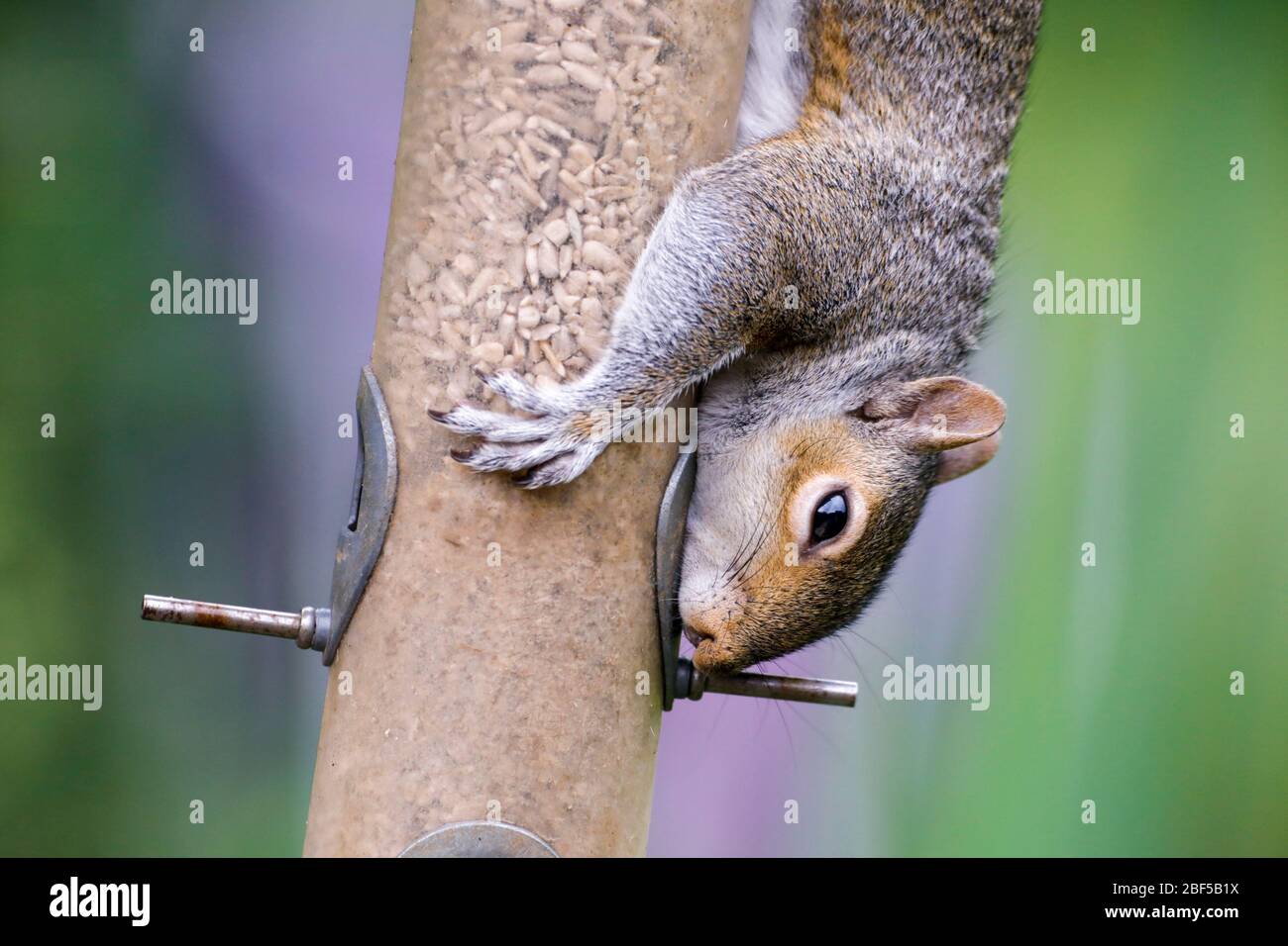 Ein graues Eichhörnchen (Sciurus carolinensis) füllt sich an Sonnenblumenherzen, während er heute Morgen an einem Vogelfutter in East Sussex, Großbritannien, hängt. Quelle: Ed Brown/Alamy Live News Stockfoto