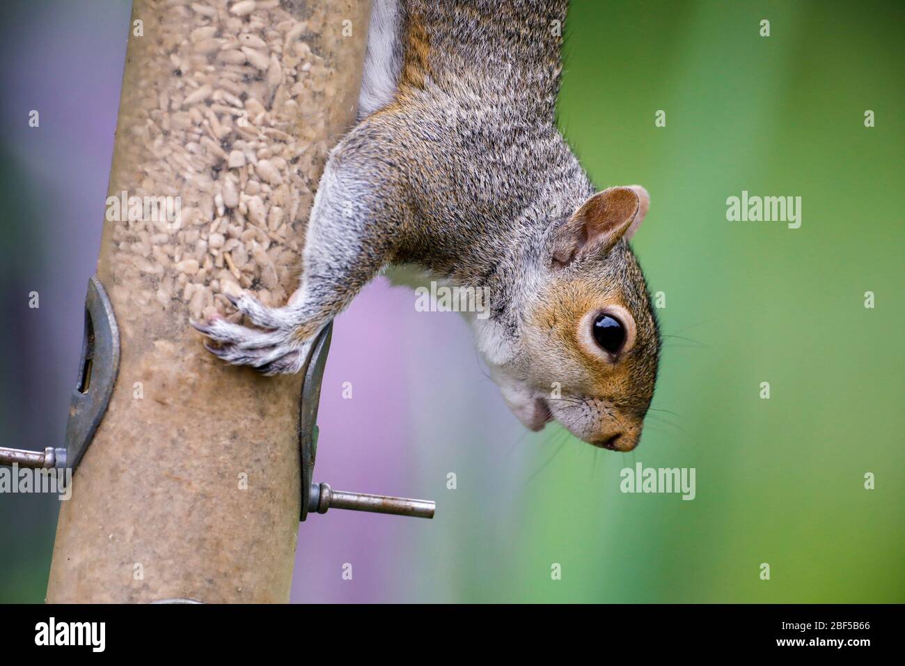 Ein graues Eichhörnchen (Sciurus carolinensis) füllt sich an Sonnenblumenherzen, während er heute Morgen an einem Vogelfutter in East Sussex, Großbritannien, hängt. Quelle: Ed Brown/Alamy Live News Stockfoto