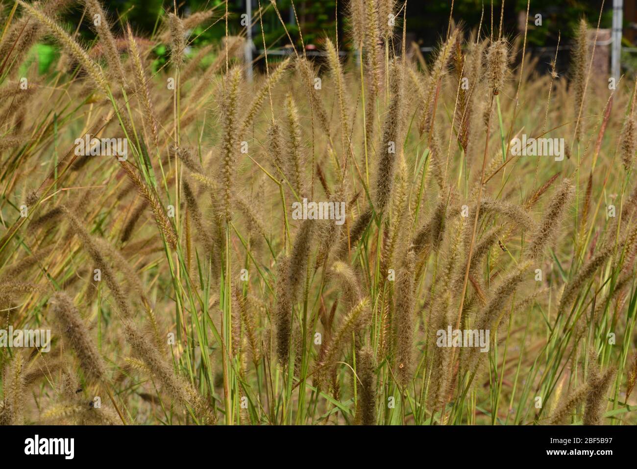 Pennisetum alopecuroides hameln Fotos und Bildmaterial in hoher
