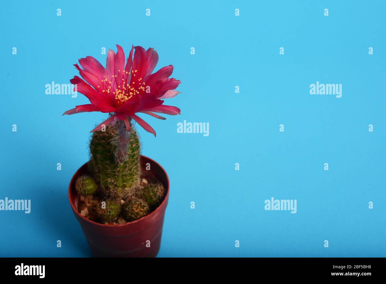 Echinopsis Kermesina Kaktus Blume, Rote Blume Kaktus Stockfoto