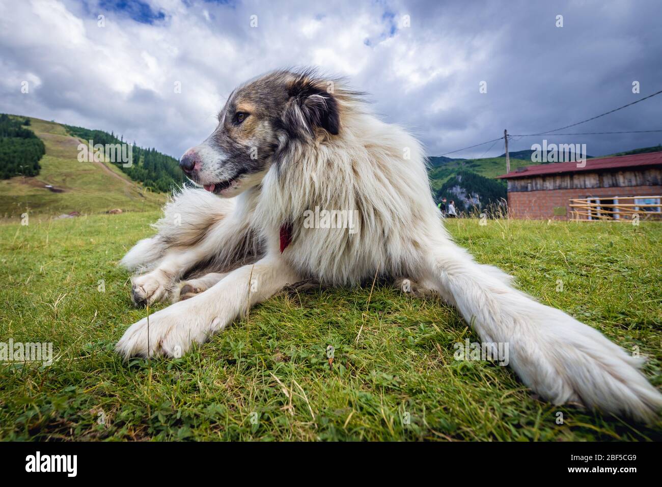 Schafhund eine Pastuarge neben der oberen Seilbahnstation im Borsa-Resort in den Rodna-Bergen im Kreis Maramures im Norden Rumäniens Stockfoto