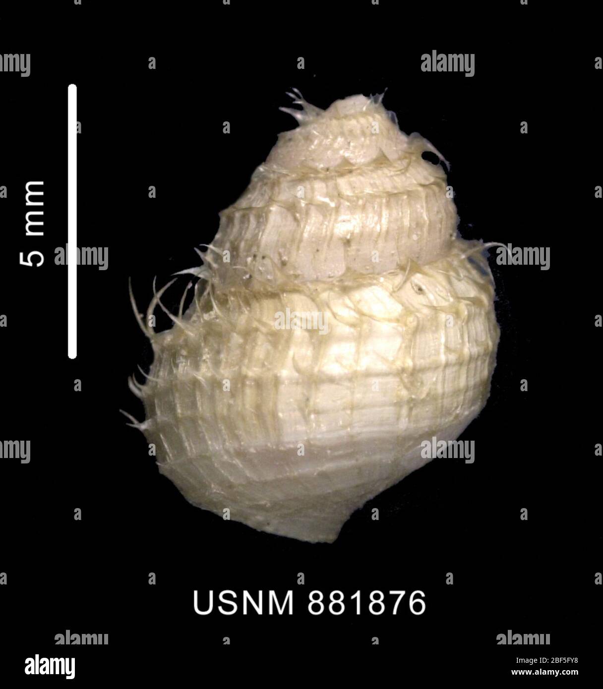 Bathydomus longisetosus. Coll: USC; 339; 03. Dezember 1962; 512-586 MS; Ex.NSF30 Jan 20203392 Stockfoto