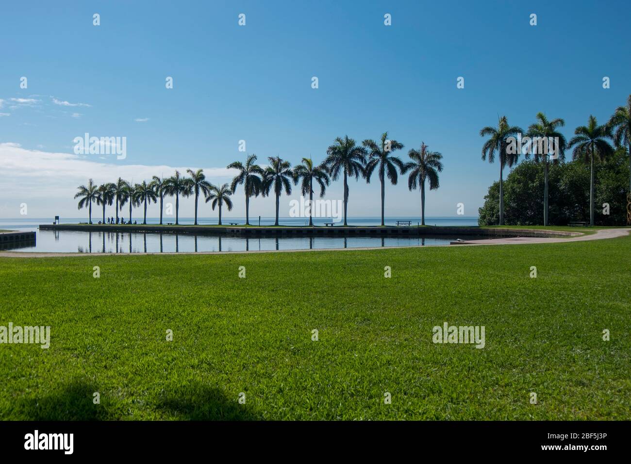 Königliche Palmen säumen die Bucht von Biscayne. Im Charles Deering Estate National Heritage Park in Miami, Florida. Stockfoto