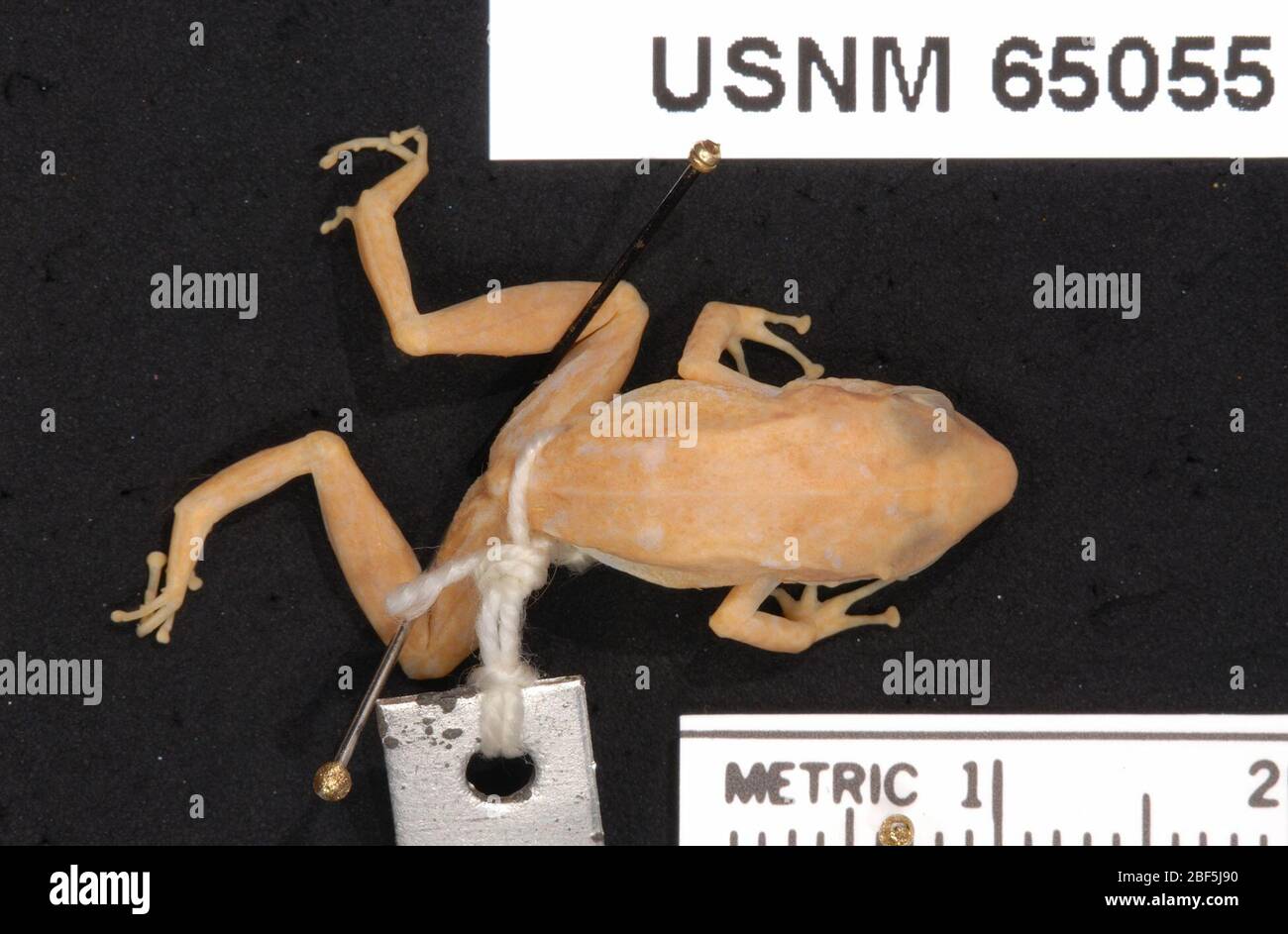 Eleutherodactylus abbotti. 26 Sept. 20171 Stockfoto