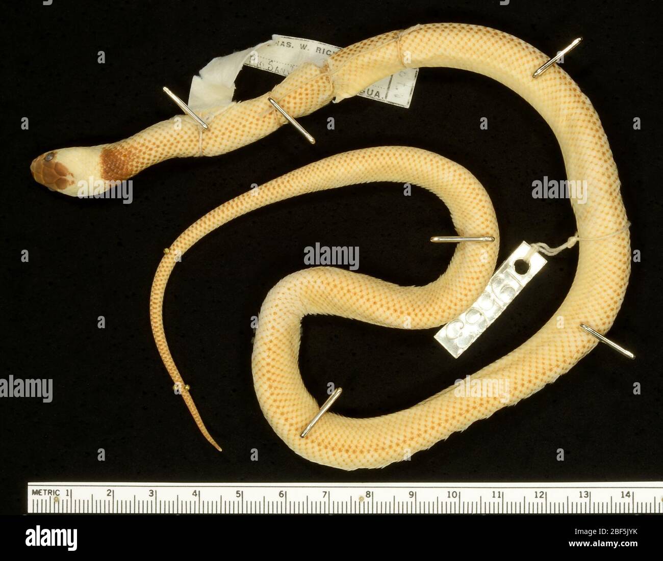 Clelia clelia Fotos und Bildmaterial in hoher Auflösung Seite 2 Alamy