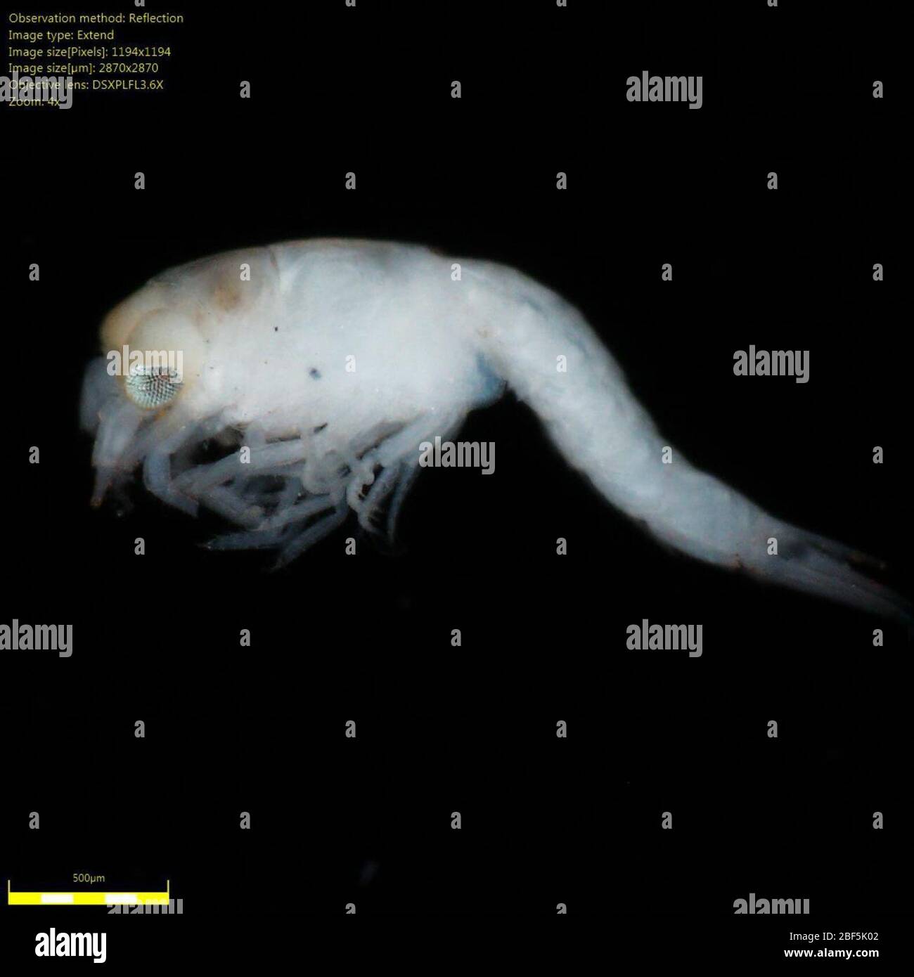 Mysidae. Bruch: 500 bis 2 mm, ARMS 13-1 Florida, ARMS Number: 135 Feb 2019ARMS 13-1 Florida1 Stockfoto