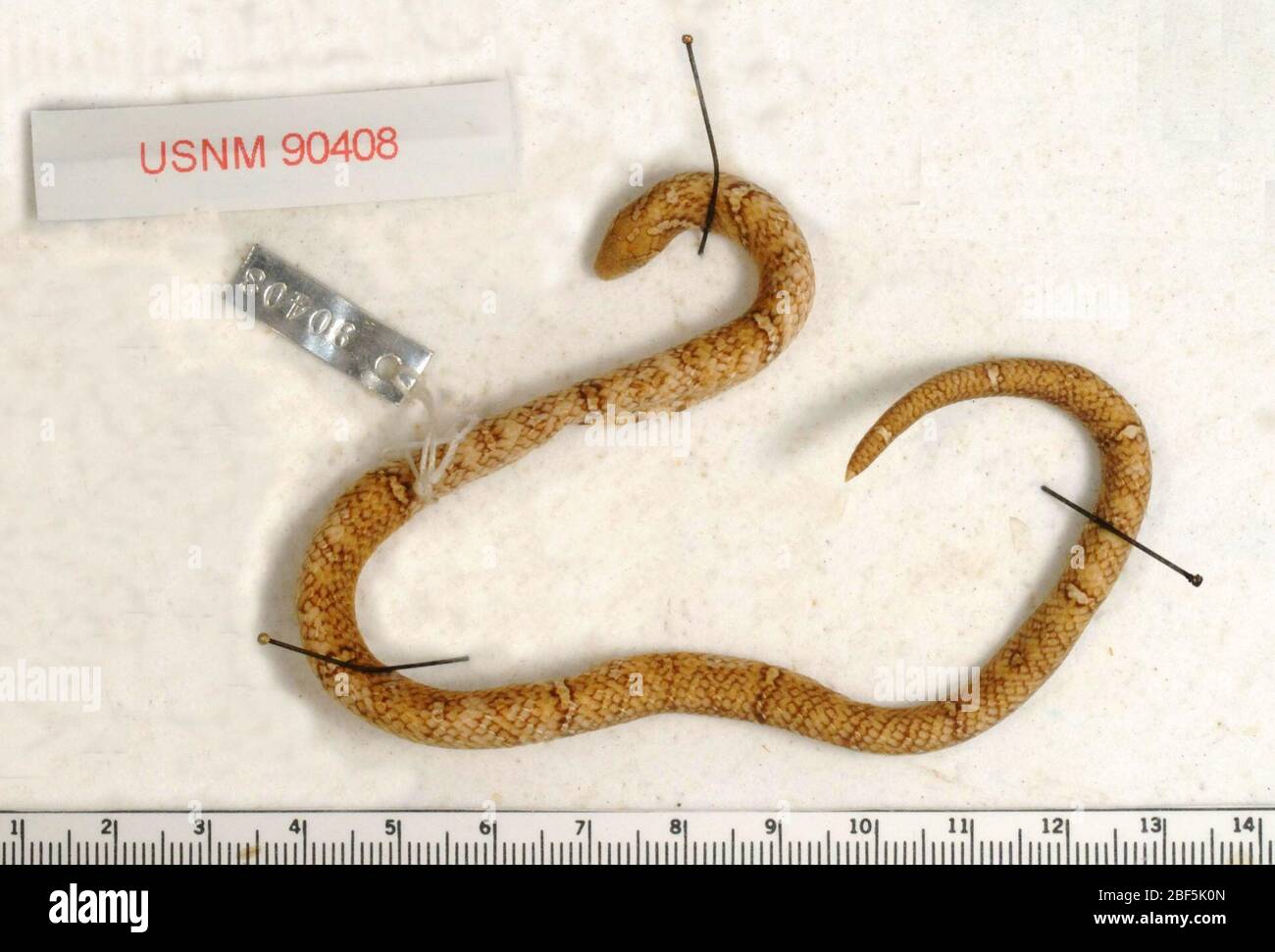 Oligodon Fotos und Bildmaterial in hoher Auflösung Alamy