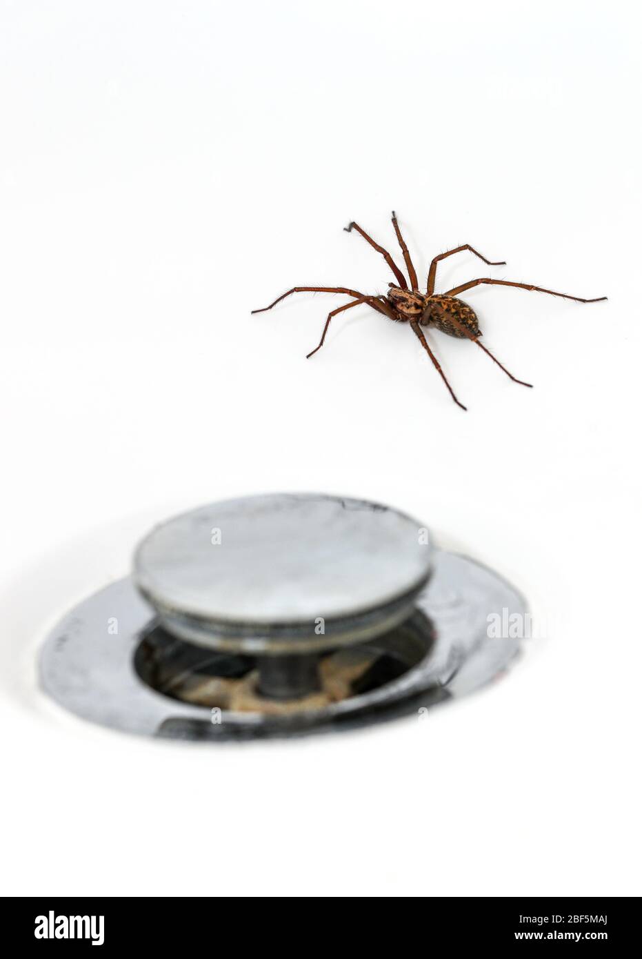 Riesenhausspinne (Tegenaria Duellica auch bekannt als Tegenaria gigantea) in einem Bad neben dem Steckloch abgebildet Stockfoto