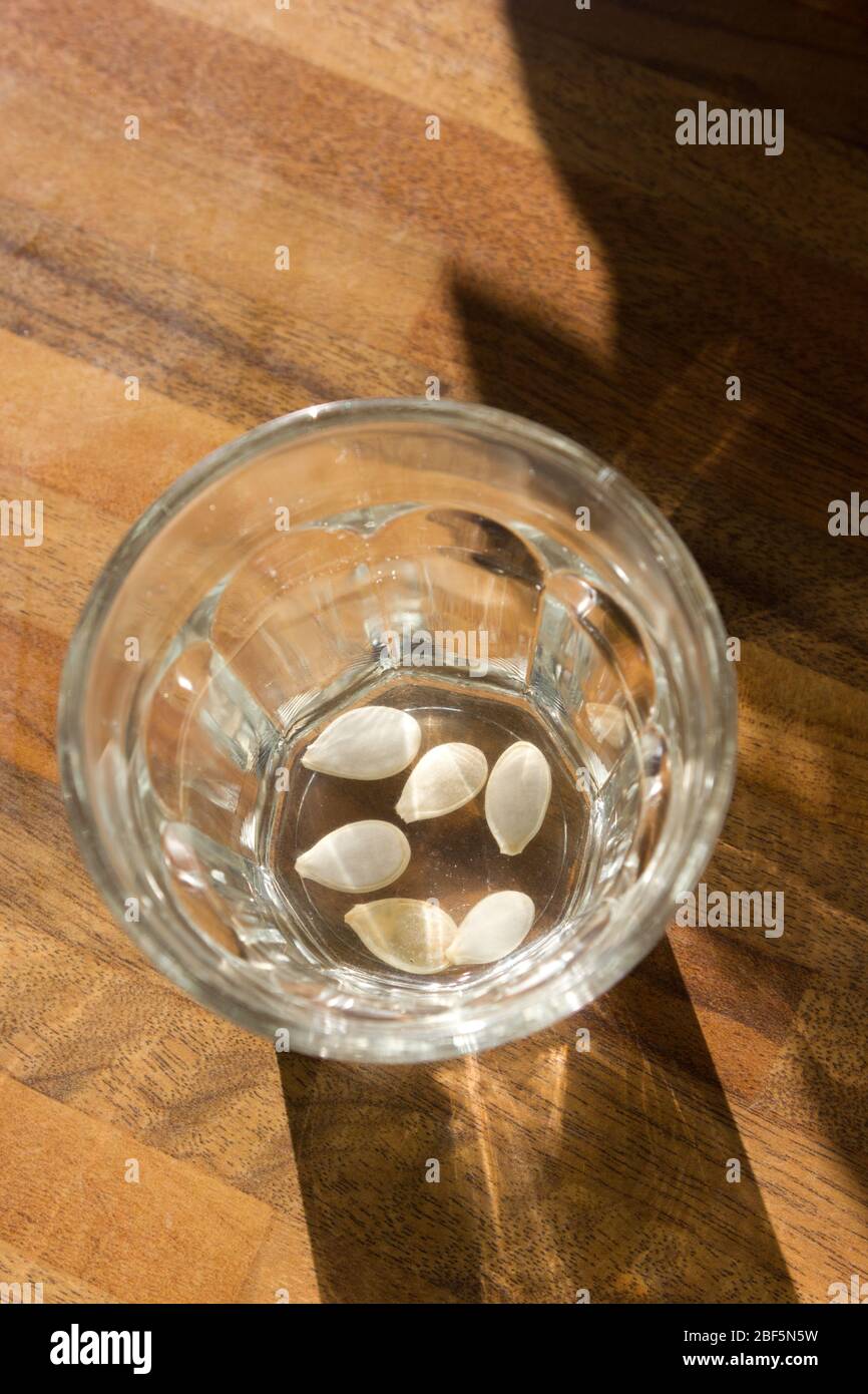 Essbare Squash Samen, die in einem Glas einweichen Stockfoto