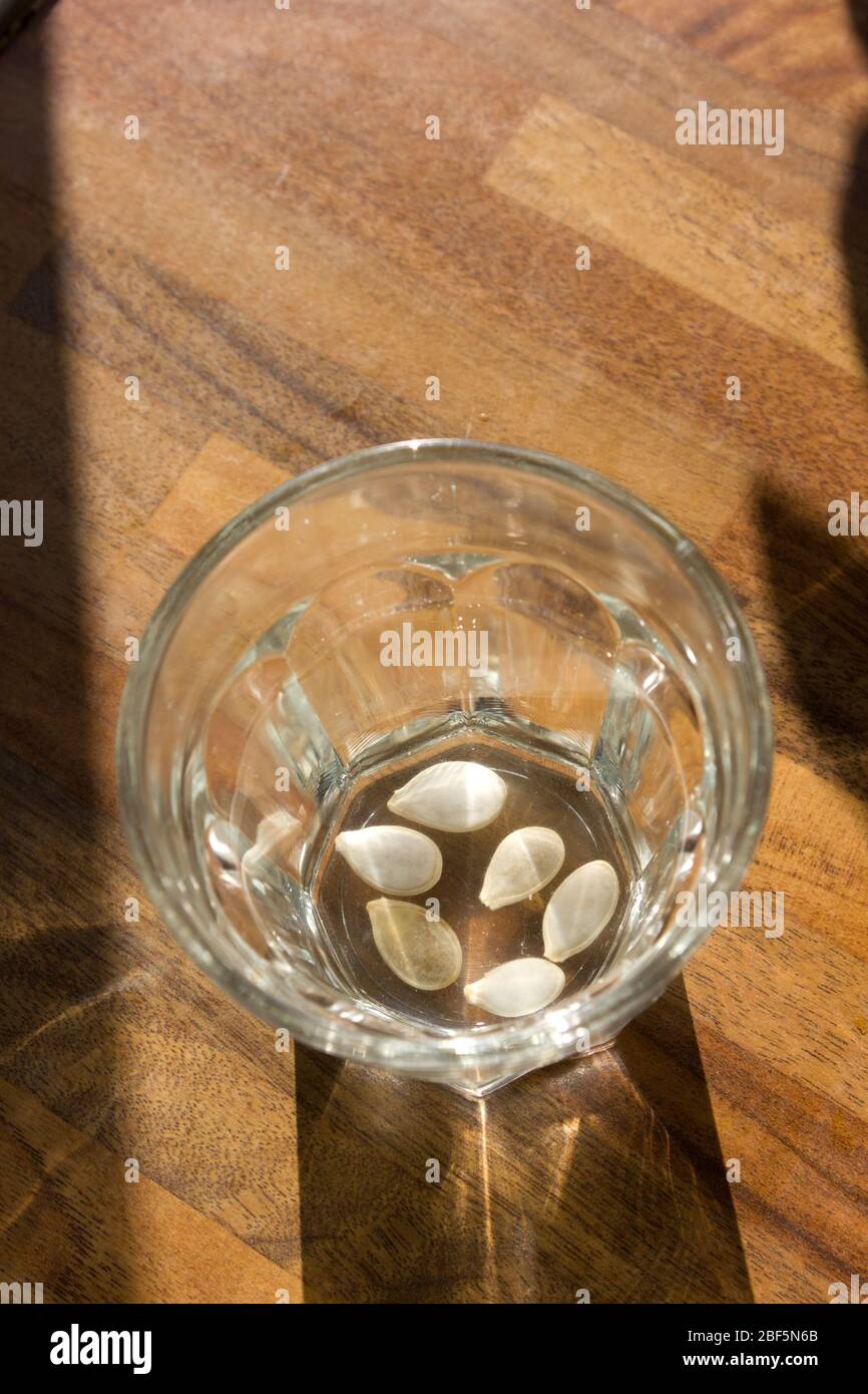 Essbare Squash Samen, die in einem Glas einweichen Stockfoto