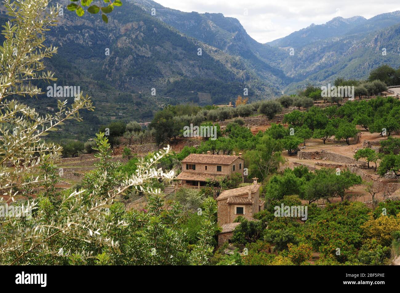 Landwirtschaft im Soller Tal, Mallorca, ist überwiegend Zitrusfrüchte und Olivenbäume auf dem höheren Boden, mit reichlich Terrassen. Stockfoto