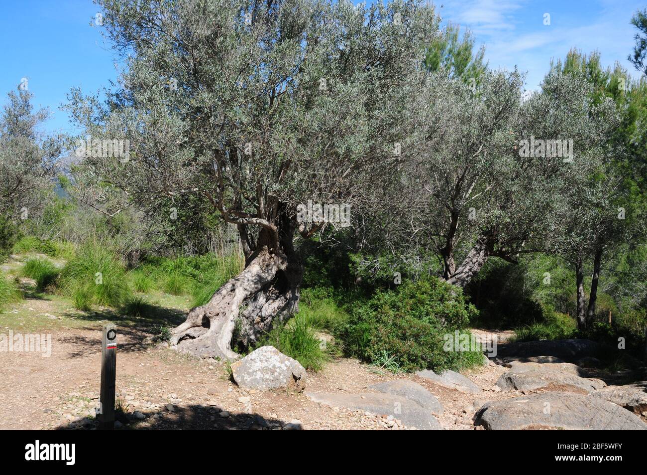 Entlang der gut markierten Wanderroute GR221 auf Mallorca - der Ruta de Pedra en sec oder Dry Stone Way - gibt es viele alte Olivenbäume. Stockfoto