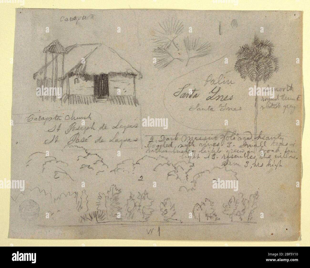 San Jose de Lapas Kirche Carapata und Botanical Studies wahrscheinlich Kolumbien. Horizontale Ansicht mit einer Kirche mit Turm oben links; Zweige einer Palme oben in der Mitte; eine Palme oben rechts; Bäume an einem Flussufer unten. Stockfoto