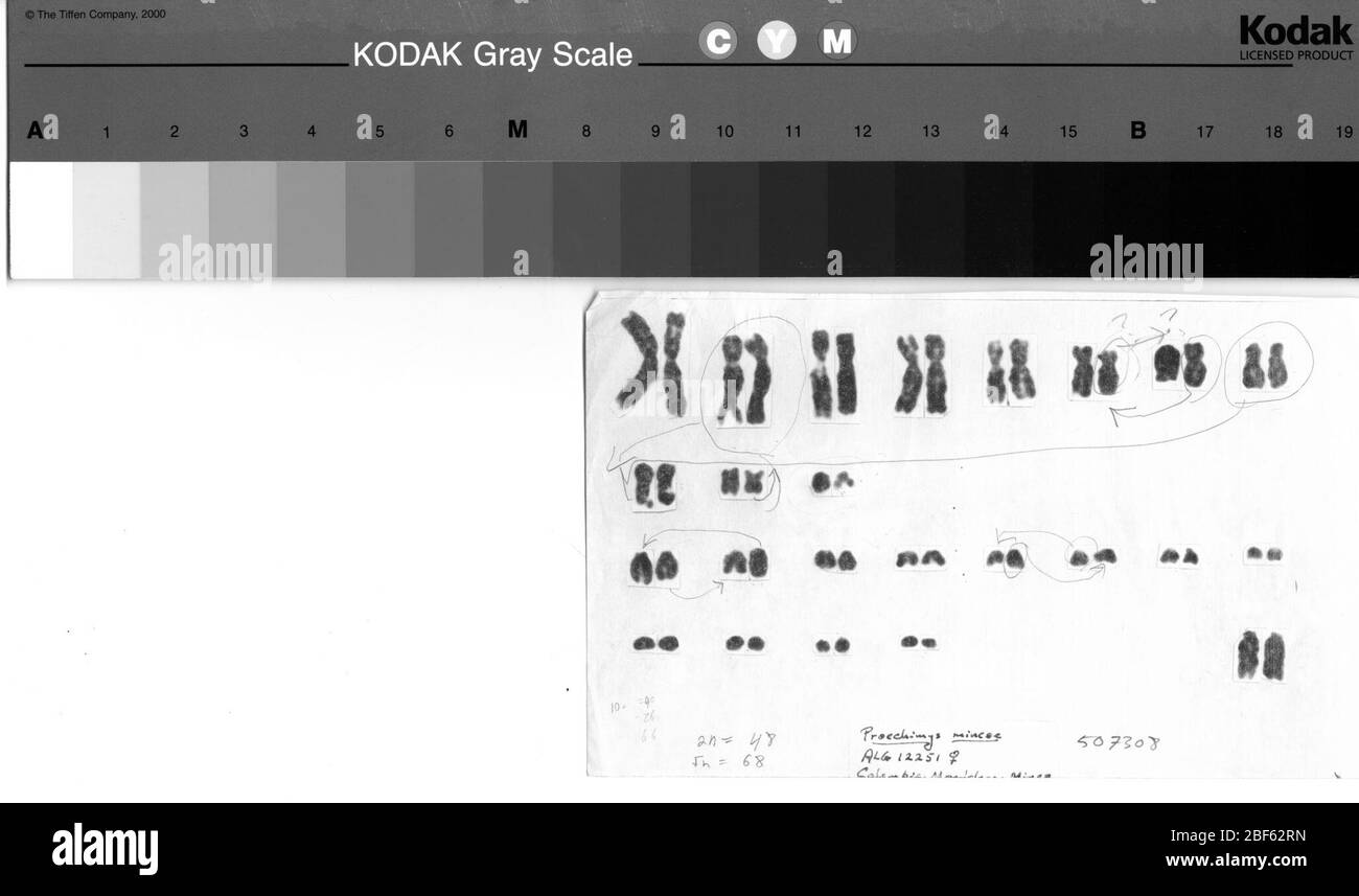 Proechimys mincae. 20. Dezember 20191 Stockfoto Proechimys mincae. 20. Dezember 20191 Stockfoto