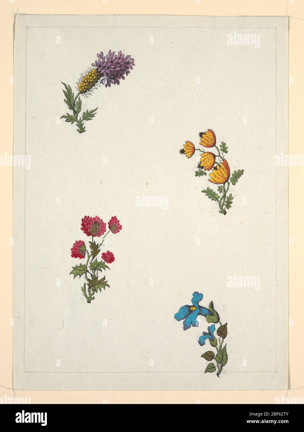 Zeichnung. Oben links, gelbe und violette Blume; oben rechts vier gelbe und schwarze Blüten; unten links rote kleeähnliche Blume; unten rechts zwei blaue Blüten. Linierte Rahmenlinie in Bleistift. Stockfoto