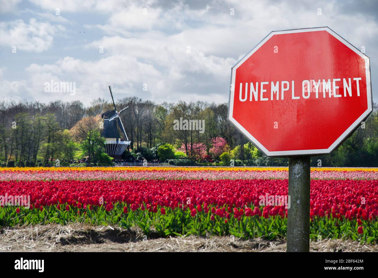Arbeitslosenzeichen auf Tulpen und Windmühlen Hintergrund in den Niederlanden. Finanzcrash in der Weltwirtschaft wegen Coronavirus. Globale Wirtschaftskrise Stockfoto