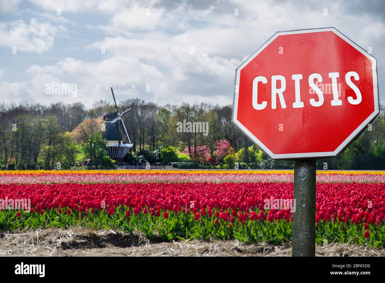 Krisenstopp-Schild mit Blick auf Tulpenfeld und Windmühle in den Niederlanden. Finanzcrash in der Weltwirtschaft wegen der Coronavirus-Pandemie. Globale Econo Stockfoto