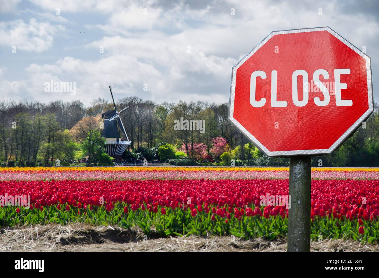 Geschlossenes, geschlossenes Stoppschild mit Blick auf Tulpenfelder und Windmühle in den Niederlanden. Geschlossene Einrichtungen wegen Corona-Virus. COVID-19 Pandemiequarantäne Stockfoto