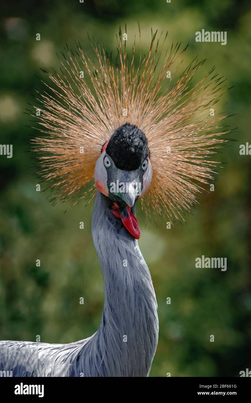 Kopfbild des Kranichs mit grauem Kranich Stockfoto