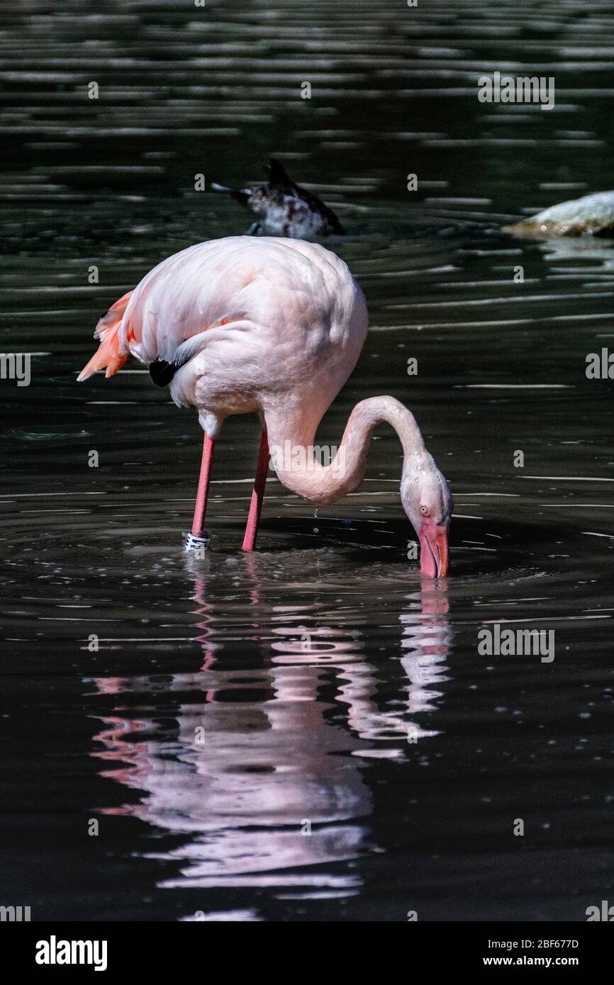 Flamingo im Wasser mit Reflektion Stockfoto
