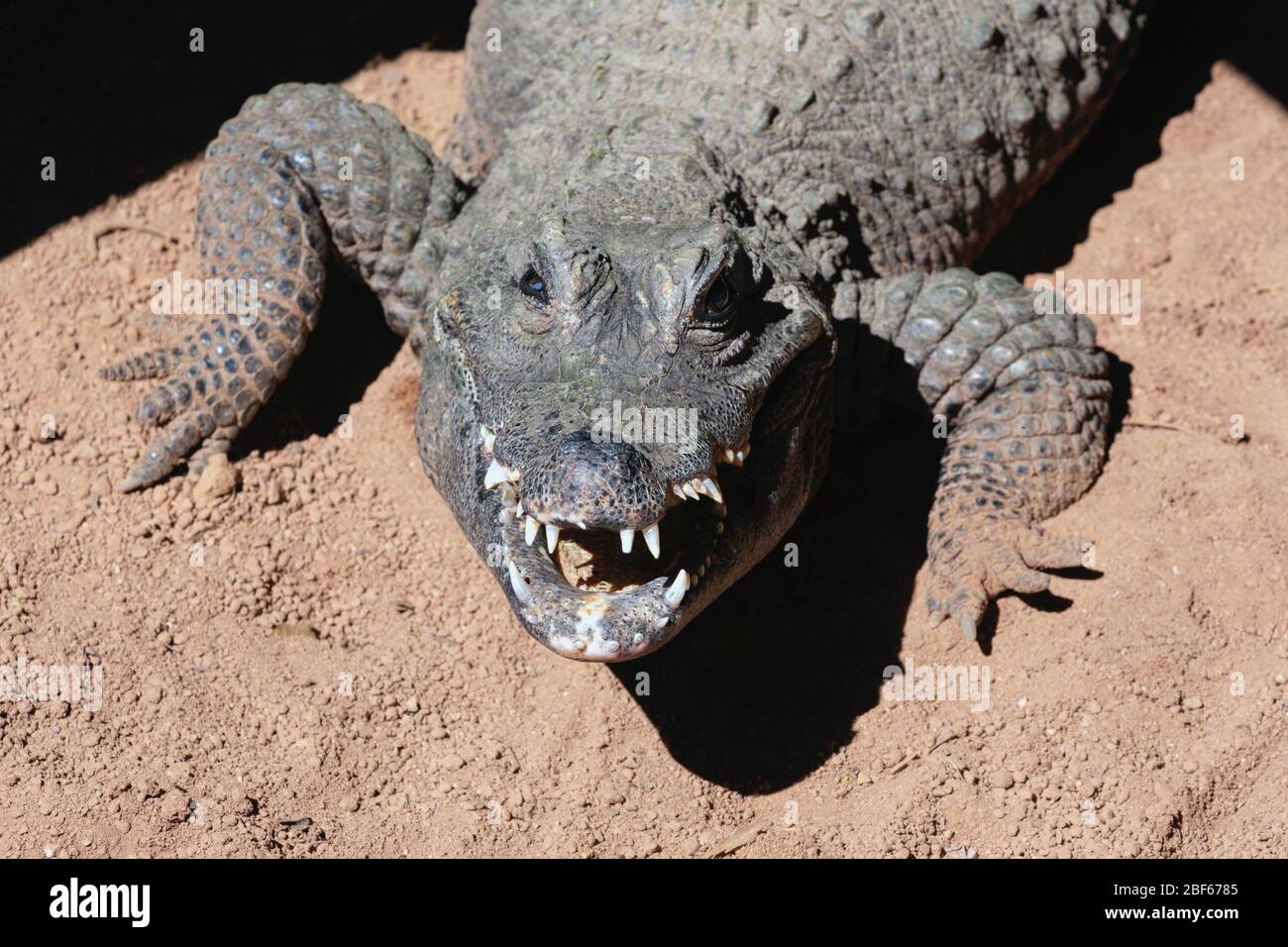 Zwergkrokodil, auch bekannt als das afrikanische Zwergkrokodil, knöchernes Krokodil oder weitschnauzenes Krokodil. Osteolaemus tetraspis. Dieses Beispiel photogra Stockfoto