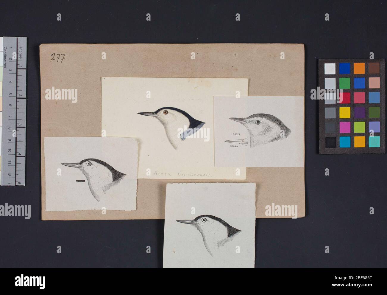 Robert Ridgway Vogelkopf Zeichnung 277. Diese Zeichnung oder Gravuren von Vogelköpfen wurde in Spencer F. verwendet Stockfoto