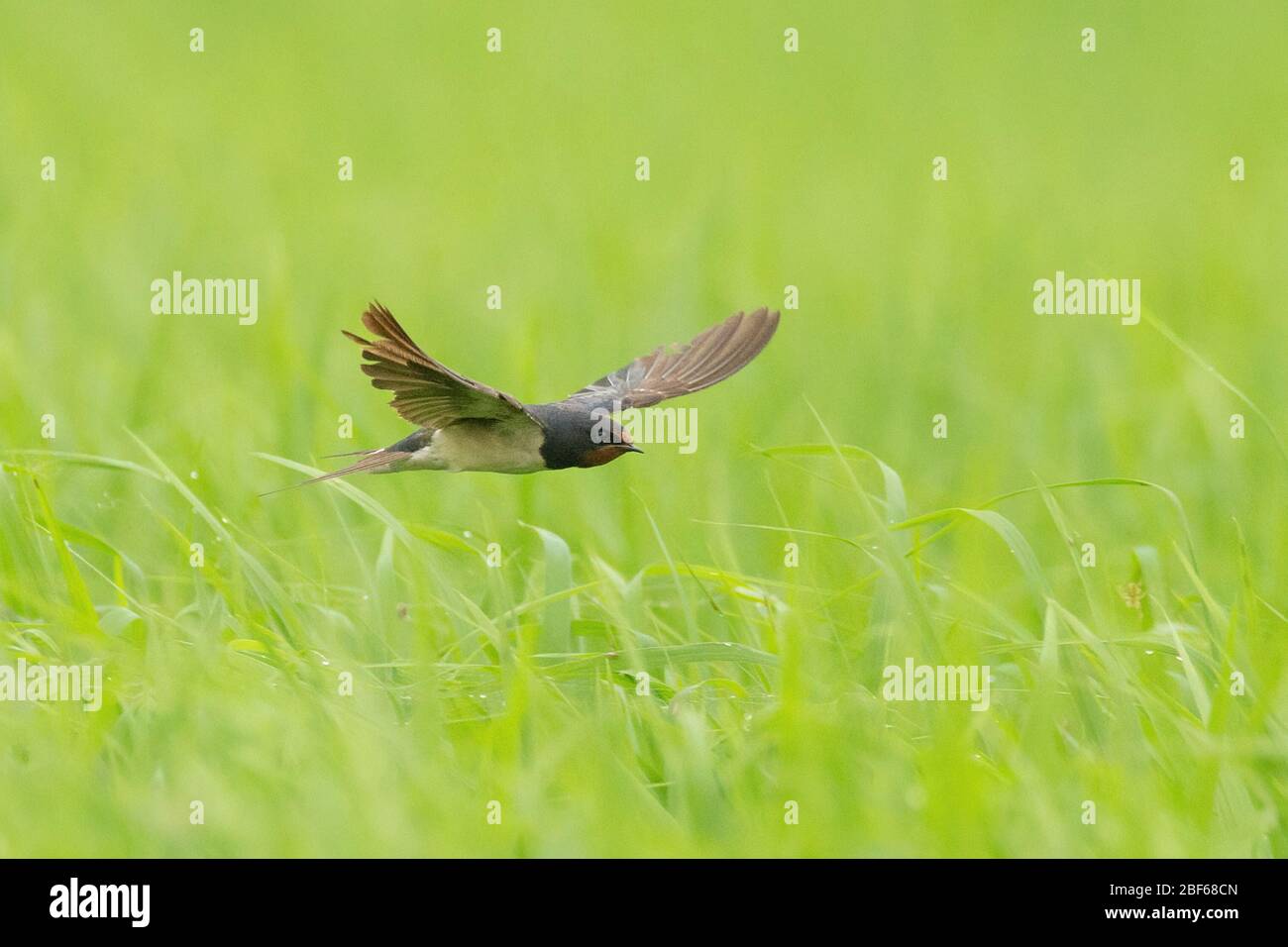 Schwalbe (Hirundo rustica) im Flug Stockfoto