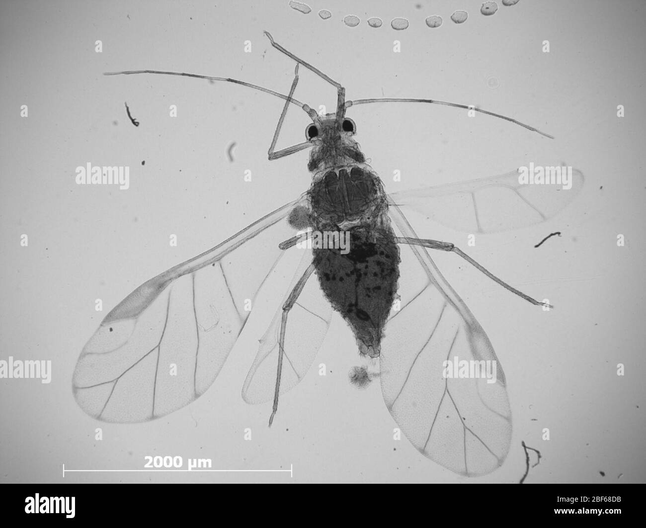 Therioaphis tectae. Oktober 20151 Stockfoto