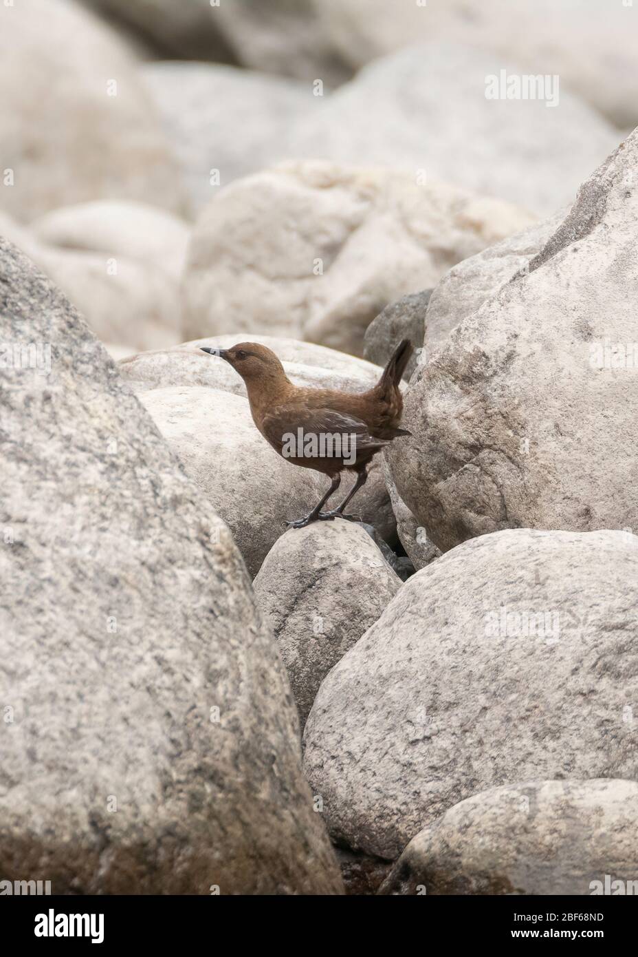 Brauner Tauchspießer (Cinclus pallasii) bei Kaakda Gaad, Uttarakhand, Indien Stockfoto