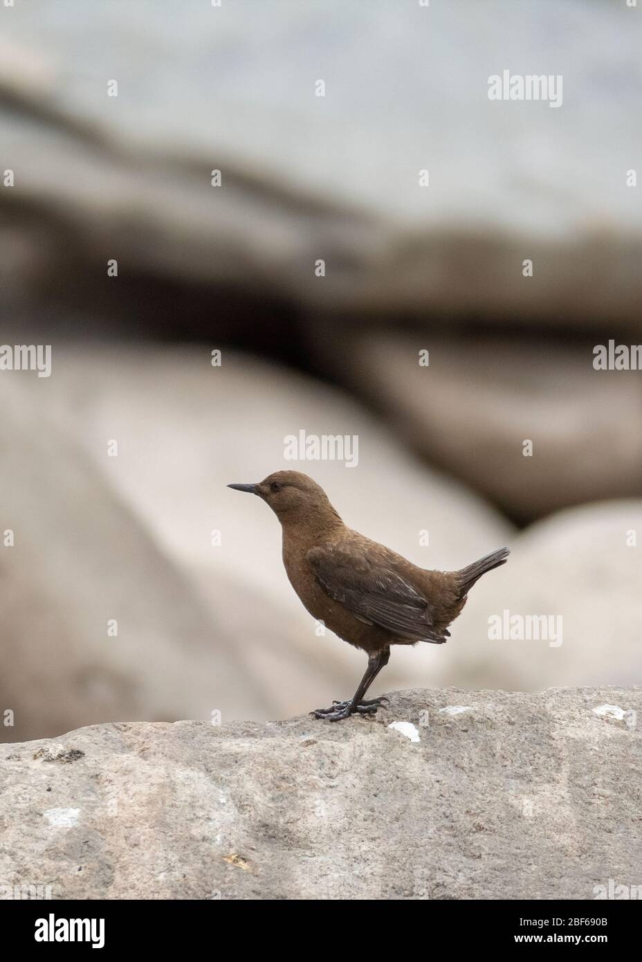 Brauner Tauchspießer (Cinclus pallasii) bei Kaakda Gaad, Uttarakhand, Indien Stockfoto