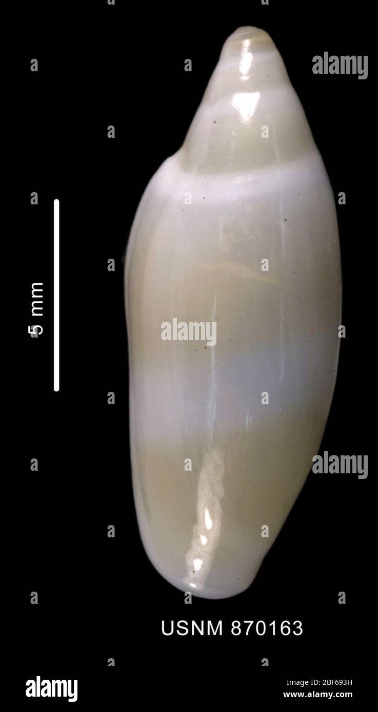 Marginella dozei. Coll. University of Southern; 03 Dec 1962; 567-578 MS; Spez. 50; 53 08 S 059 23 W; eet. 340-1430. Januar 202034050 Stockfoto