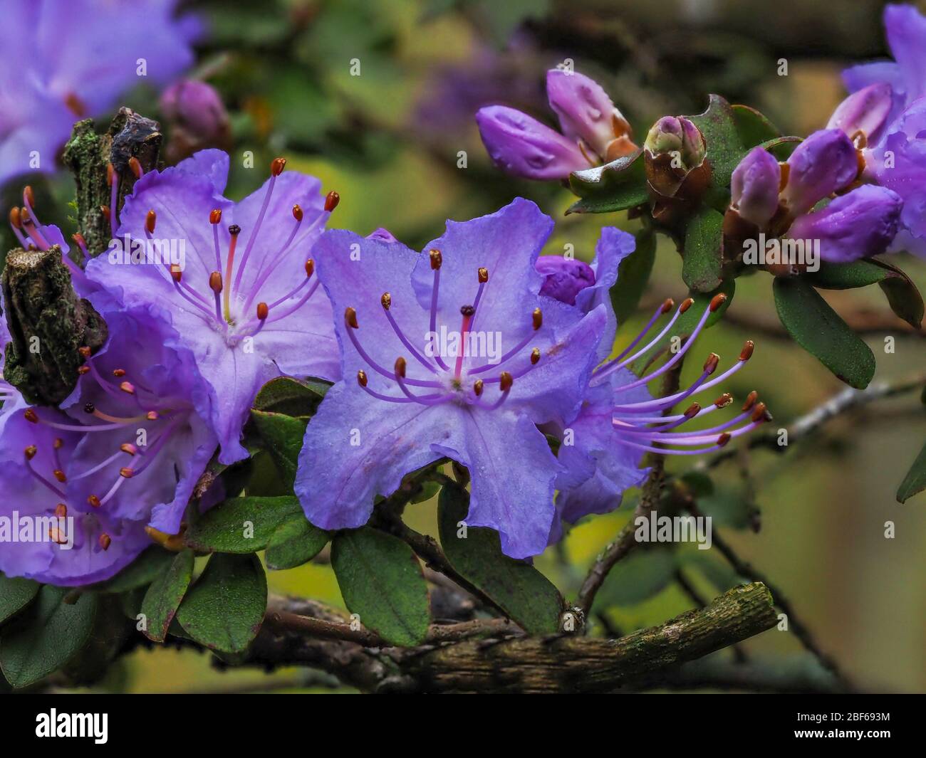 Nahaufnahme der schönen lila Blüten und Knospen eines Rhododendron-Busches in einem Garten im Frühjahr Stockfoto