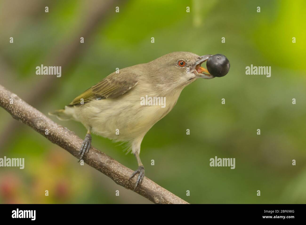 Dickschnabelspecht (indisch), Dicaeum agile agile, Gujarat, Indien Stockfoto