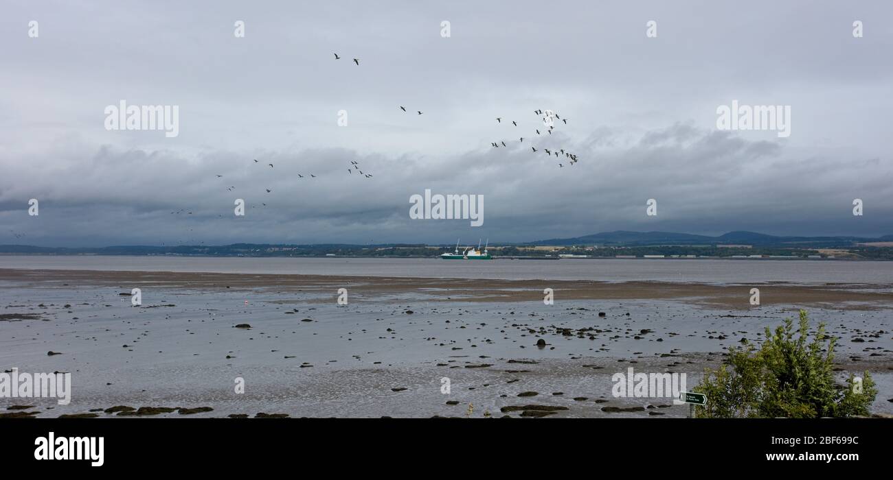 Gänse fliegen über Blackness Bay, Firth of Forth, West Lothian, Schottland, Großbritannien. Stockfoto