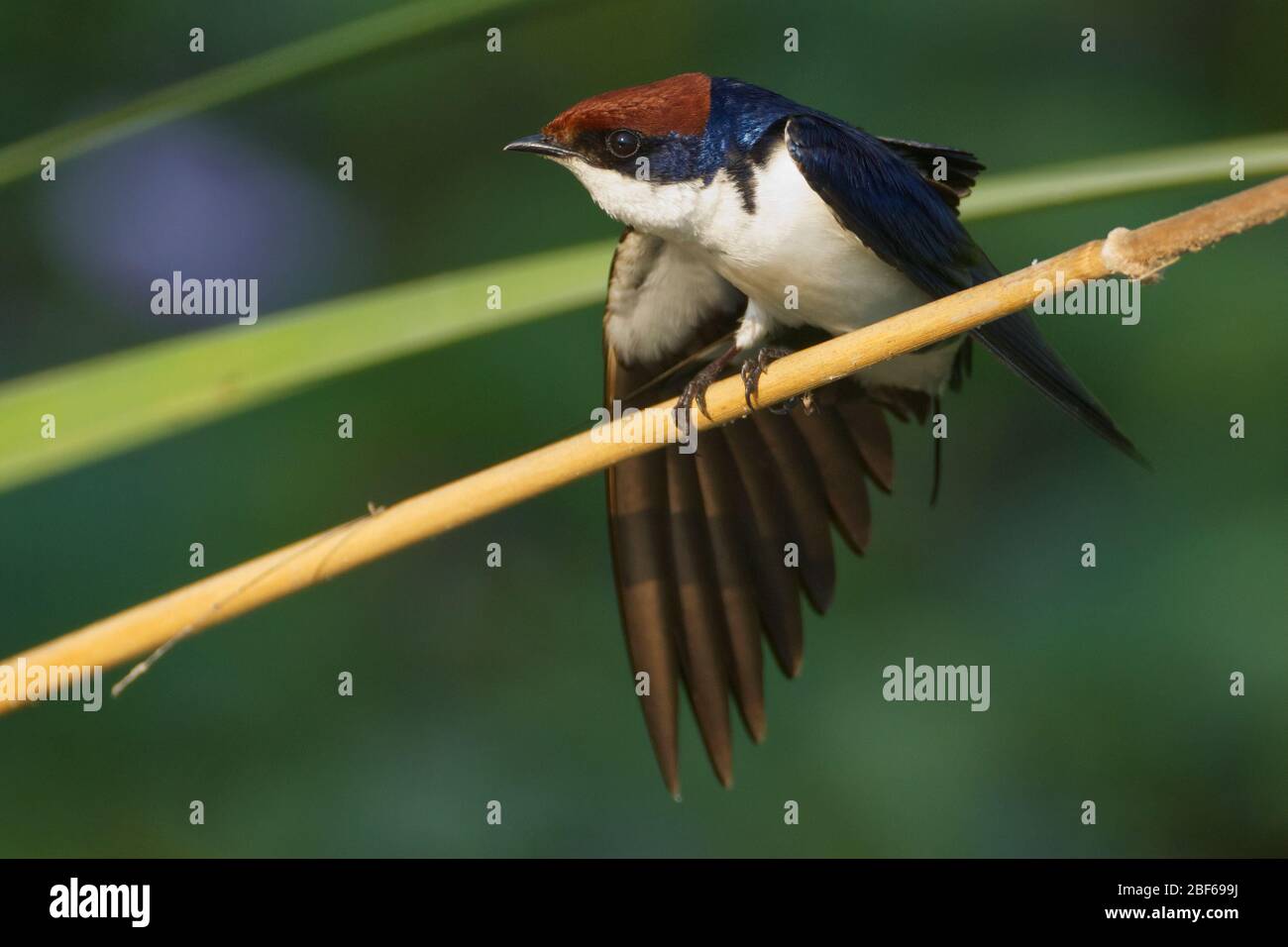 Drahtail Swallow (Hirundo smithii) Gujarat, Indien Stockfoto