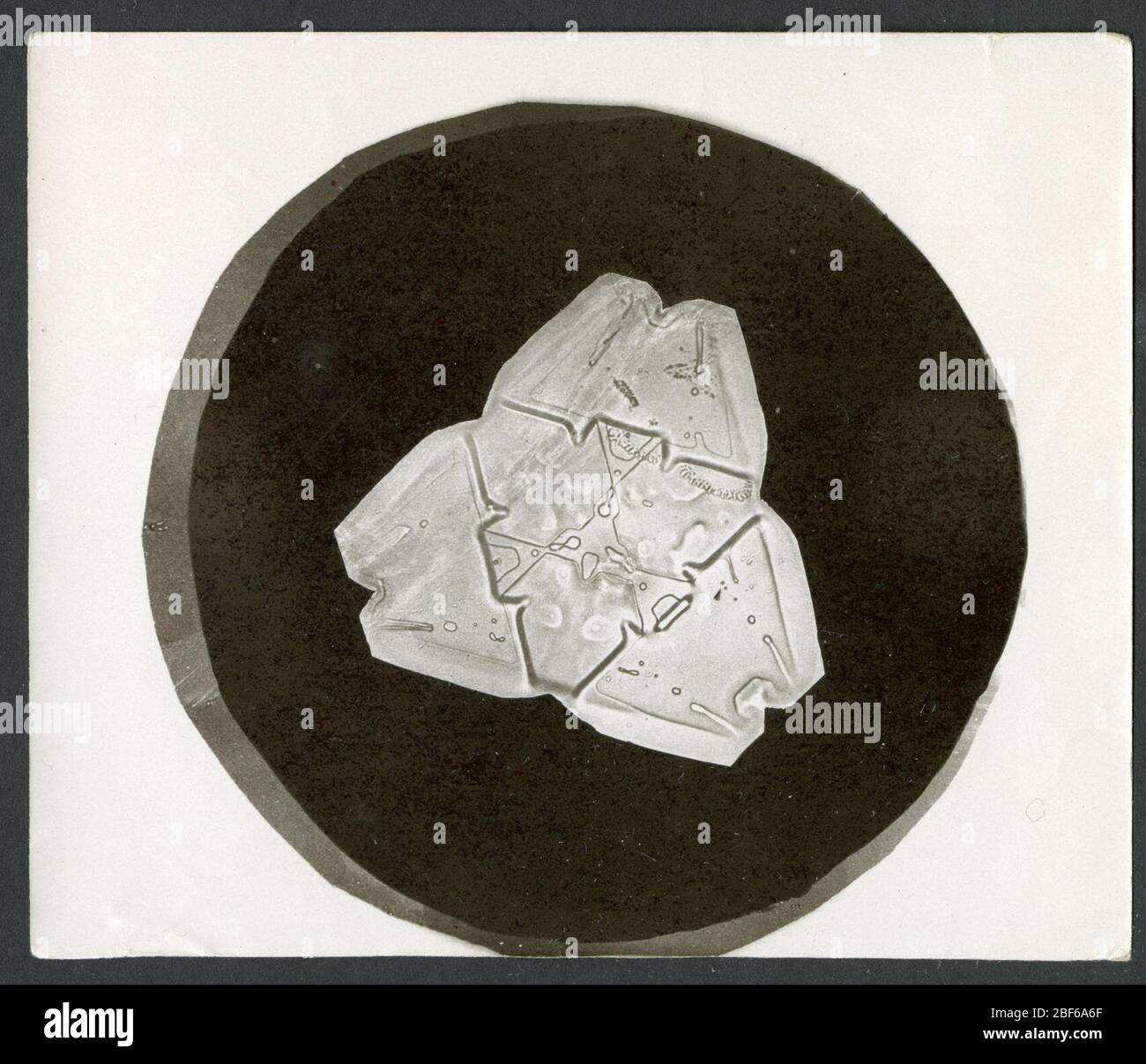 Wilson Bentleys Schneeflocke 482 c 1890. Alternative ID: SPI 270Wilson A. Bentley wurde zum ersten Mal in seiner Kindheit auf einer Farm in Vermont vom Schnee fasziniert und experimentierte jahrelang mit Möglichkeiten, einzelne Schneeflocken zu betrachten, um ihre kristalline Struktur zu untersuchen. Stockfoto