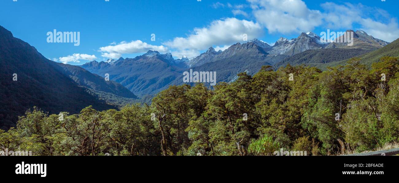 Alpinen Wald in der zentralen Bezirk von Neuseelands Nordinsel Stockfoto