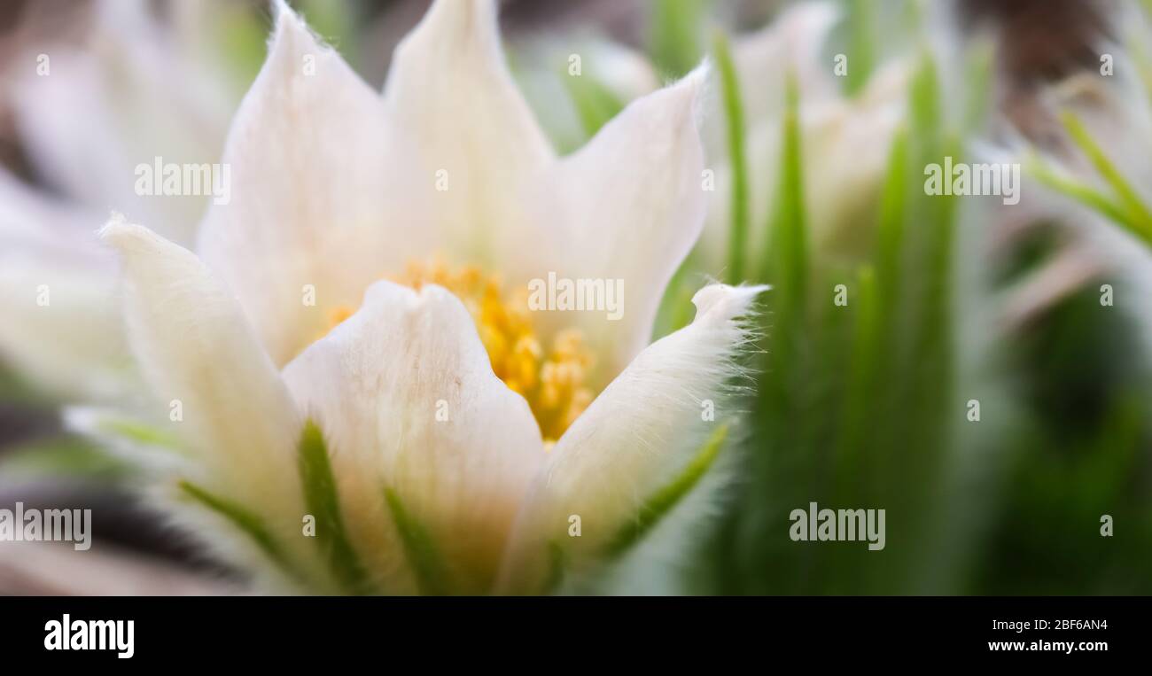 Eröffnung der schönen weißen seidigen Blüten (pulsatilla alpina) im Frühling Garten Stockfoto