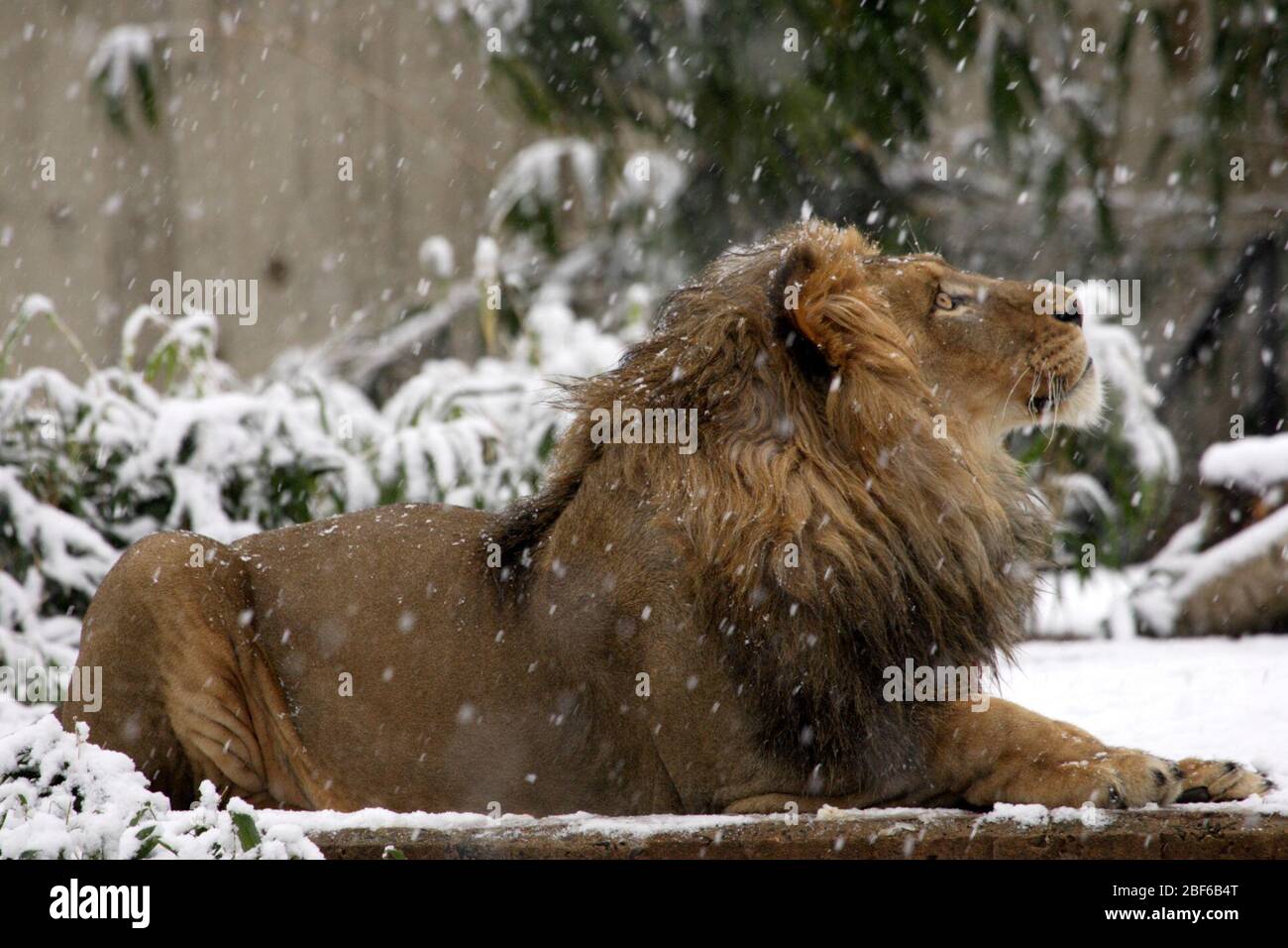 African Lion. Schnee,Knochen,Arten: löwe,Gattung: Panthera,Familie: Felidae,Ordnung: Carnivora,Klasse: Mammalia,Stamm: Chordata,Königreich: Animalia,African Lion,Löwe,Katze,männlich,waagerecht,Winter,Lukas Stockfoto