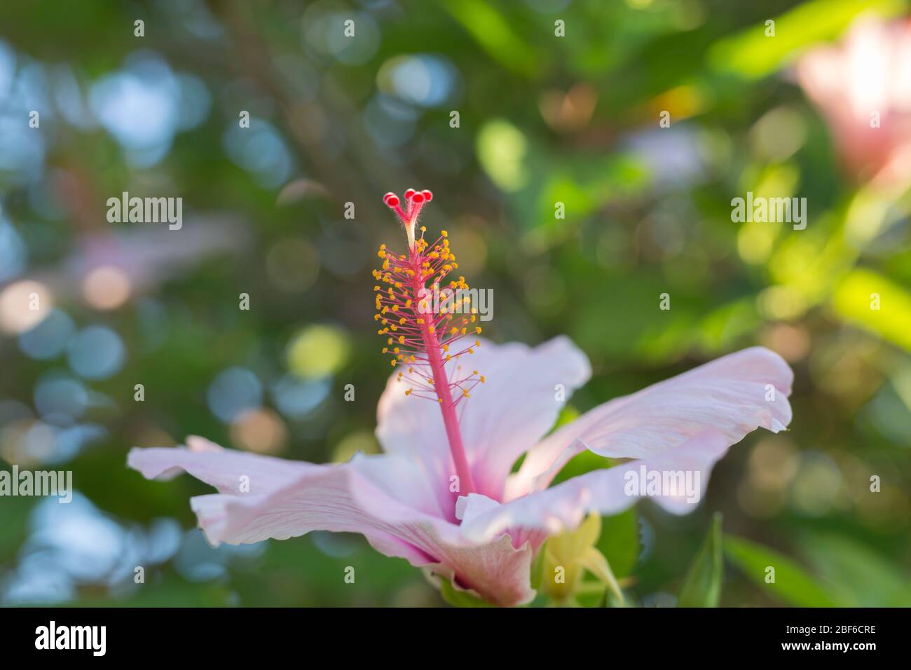 Pink Hibiscus Rosa-Sinensis: Schöne blühende Pflanze Stockfoto