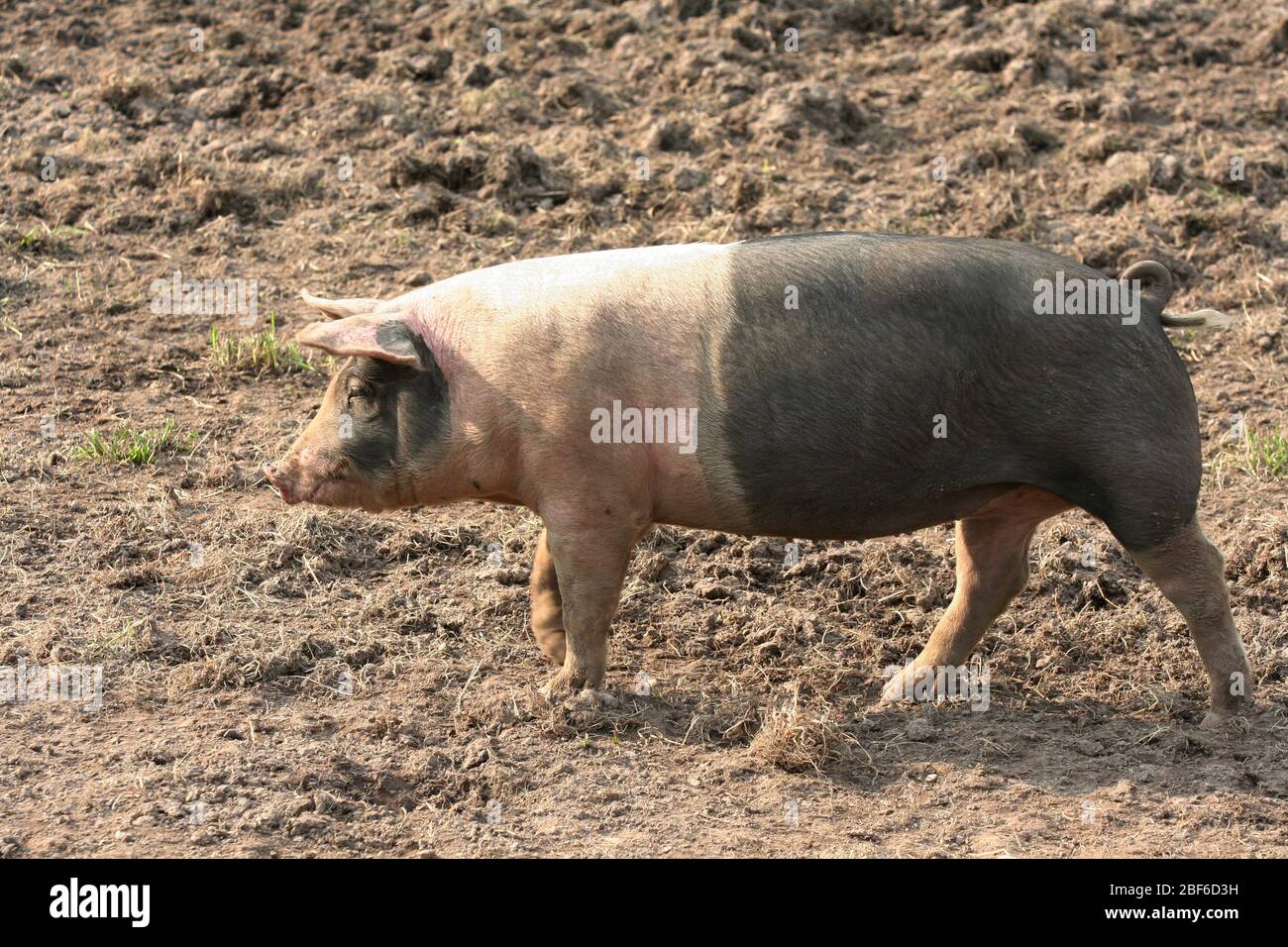 Schwedische Schweine leben ihr Leben in einer schlammigen Umgebung und scheint es zu lieben. Stockfoto