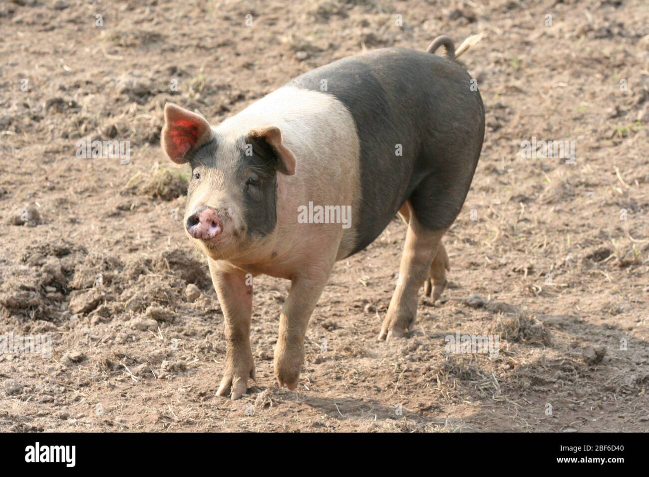 Schwedische Schweine leben ihr Leben in einer schlammigen Umgebung und scheint es zu lieben. Stockfoto