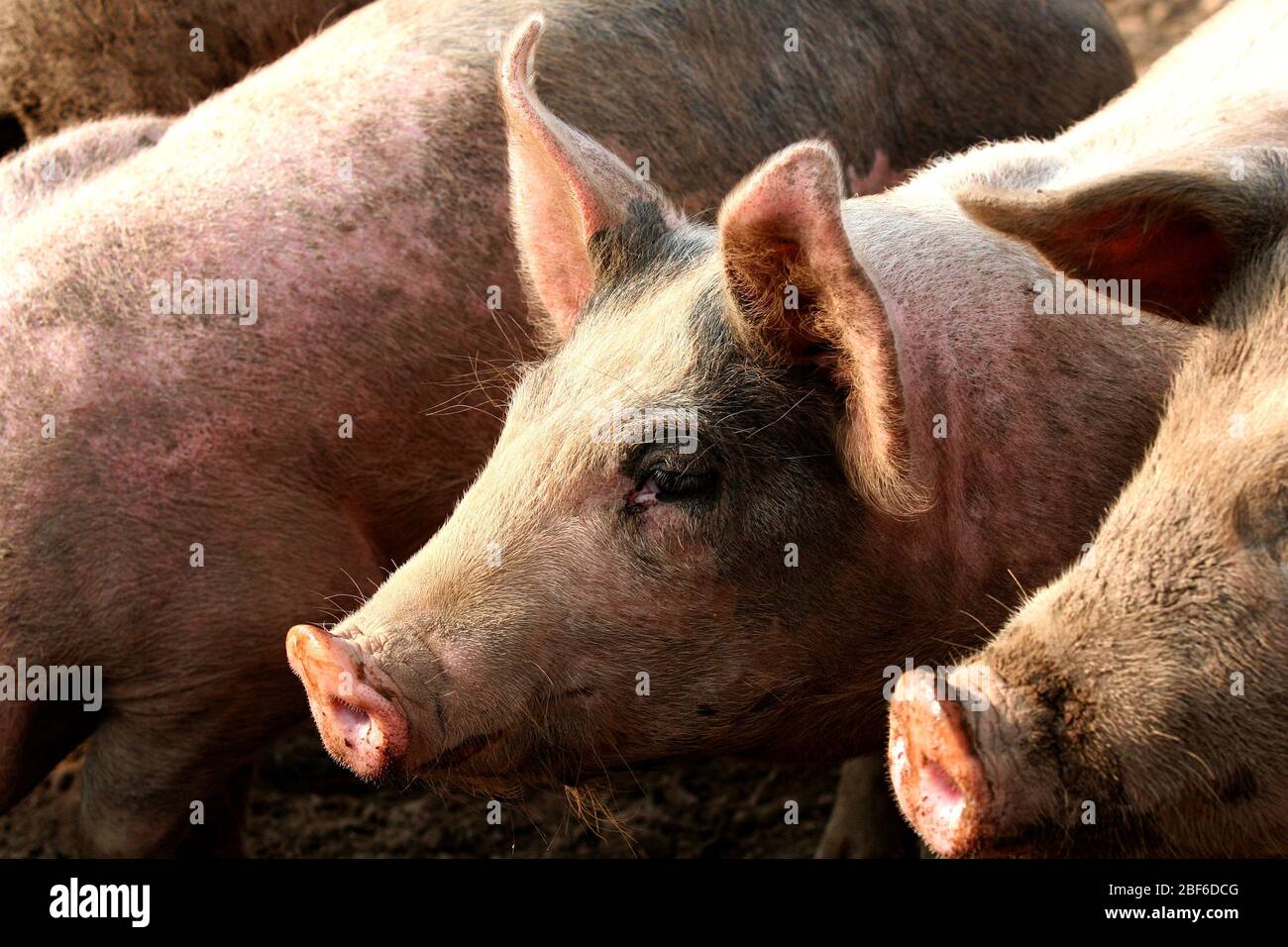 Schwedische Schweine leben ihr Leben in einer schlammigen Umgebung und scheint es zu lieben. Stockfoto