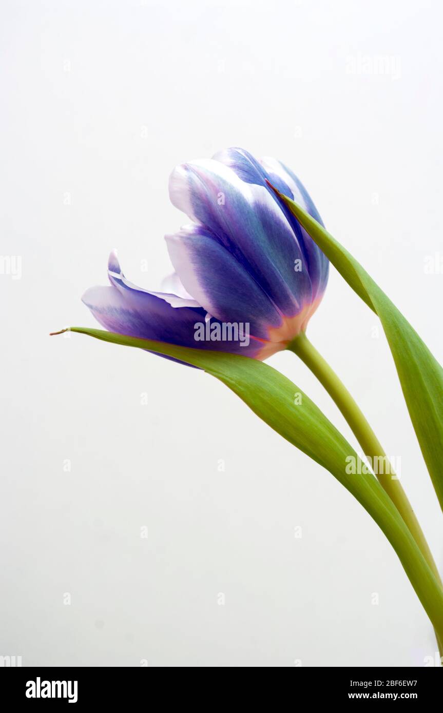 Blaue Tulpe auf weißem Hintergrund. Frische Blume, Frühling, Gartenarbeit. Stockfoto