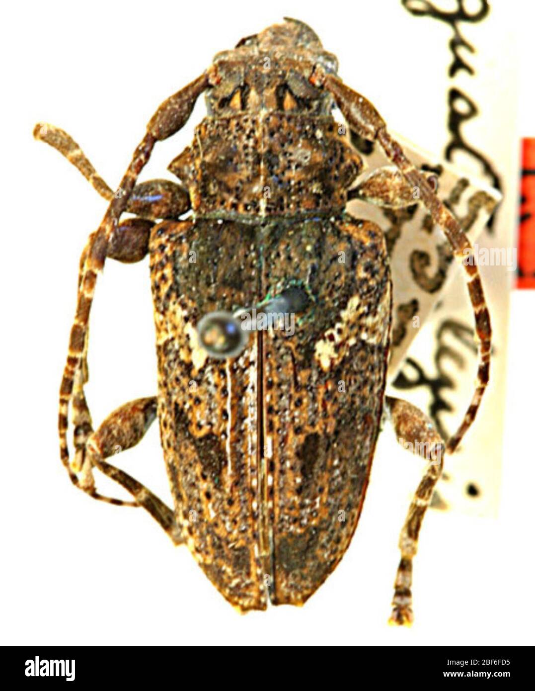 Psapharochrus guatemalensis. Januar 20141 Stockfoto