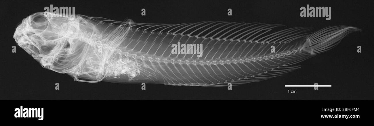 Blennius stearnsi Jordan Gilbert. Weitere Informationen finden Sie auf S. 22-23 von smith. Contri. zool., Nr. 519 (springer, williams und orrell, 1991). Vom Magen eines roten Schnappers; 68.0 mm sl.21 Feb 20181 Stockfoto