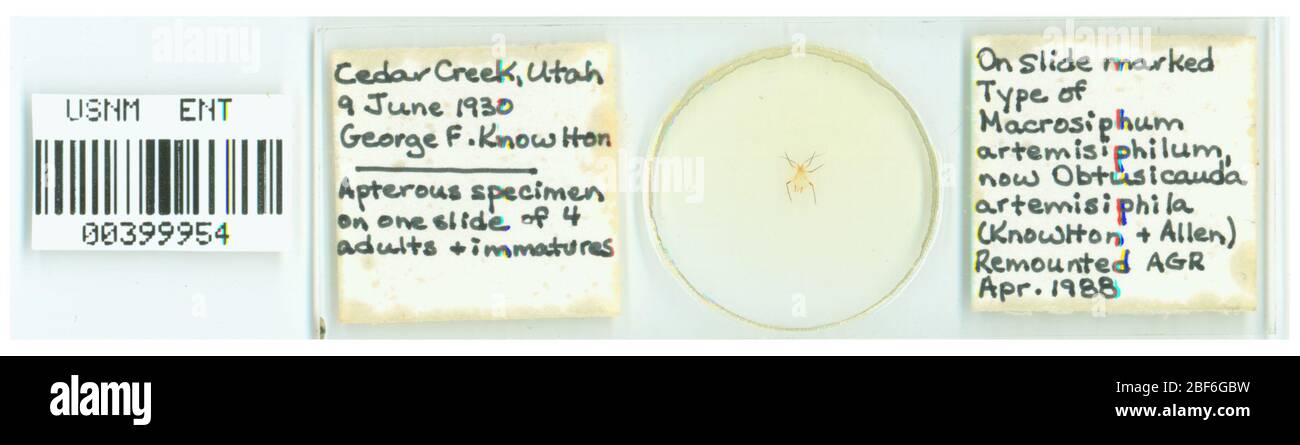 Macrosiphum artemisiphila. Oktober 20151 Stockfoto