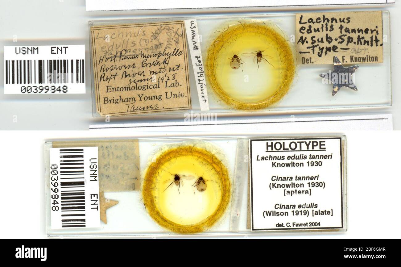 Lachniella edulis. Oktober 20151 Stockfoto