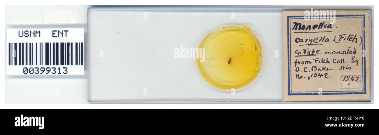 Aphis caryella. Oktober 20151 Stockfoto